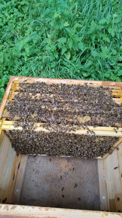 Odkłady pszczele, rodziny pszczele, ule, pszczoły 2026.