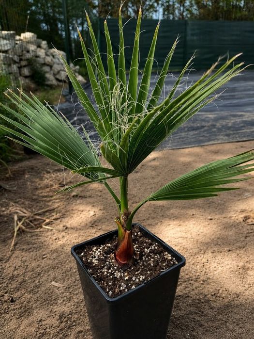 Duża palma mrozoodporna Waszyngtona Robusta 70-90cm | Polska szkółka