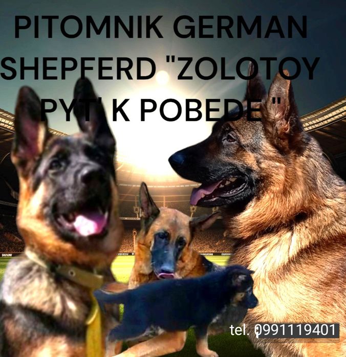 Щенки с отличной родословной