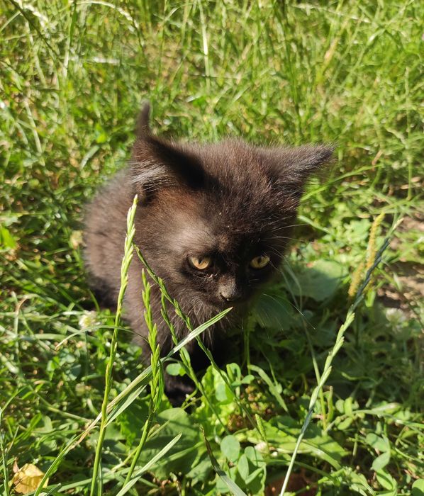 Кошенятко безкоштовно