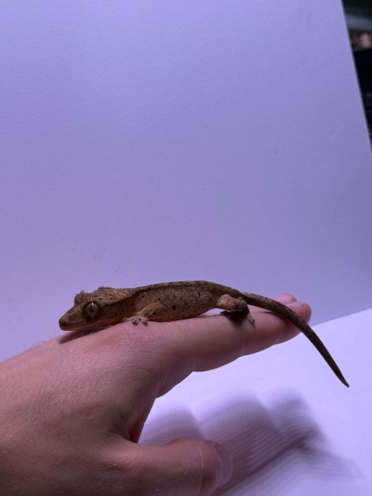 Gekon orzęsiony Dalmatian Brindle 12g