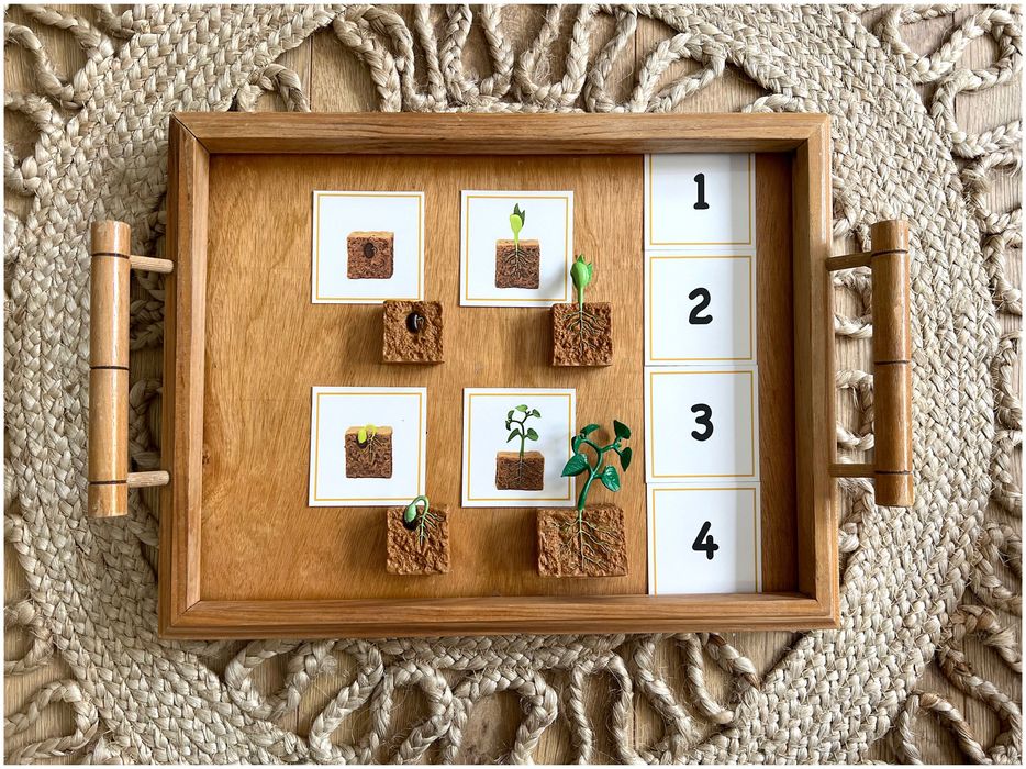 Ciclo de Vida - Feijão - Montessori