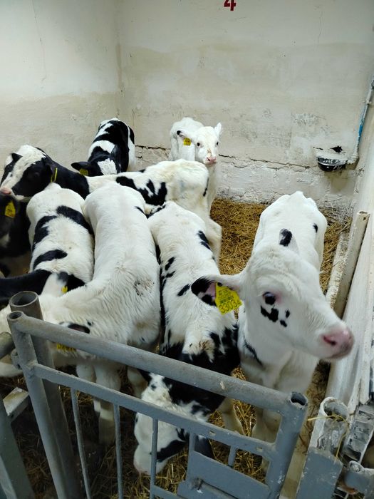 Byczki byczek ciele cielaki HF