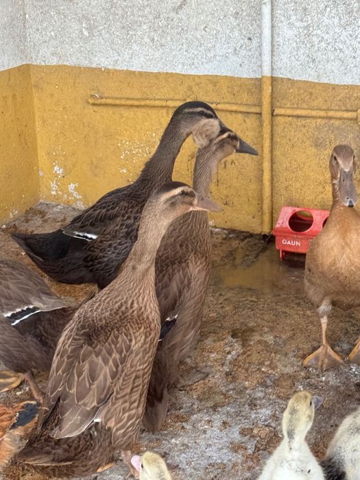 Patos cruzados evora