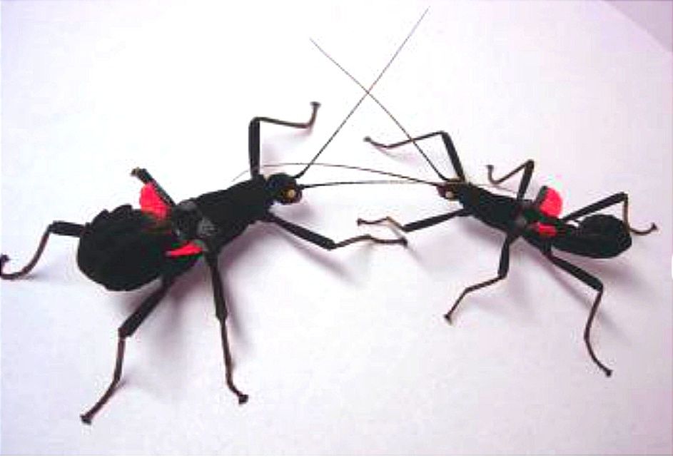 Перуанський кордільерський  палочник (лат. Peruphasma shultei)