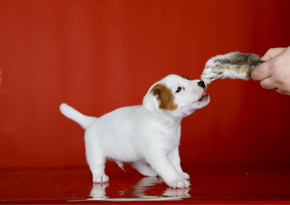 Джек Рассел тер’єр