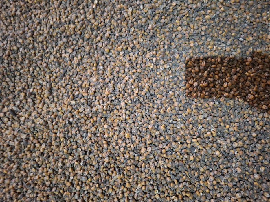 Kukurydza mocno suszona na opał