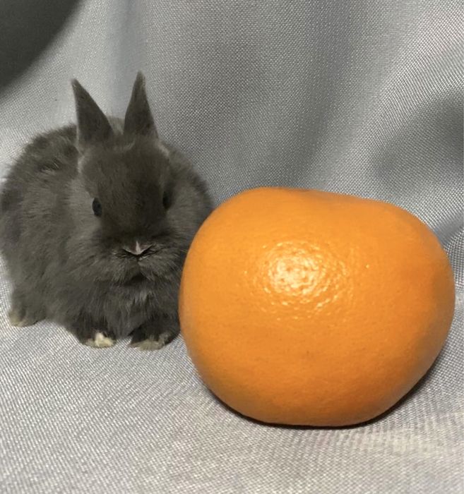 З європейського розпліднику! Нідерландський карлик кролик сірий