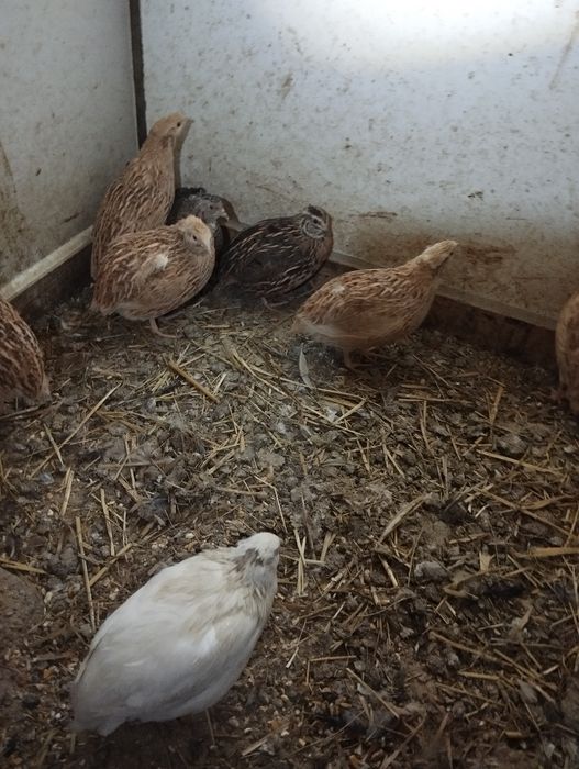 Vendo ovos de codorniz gigante