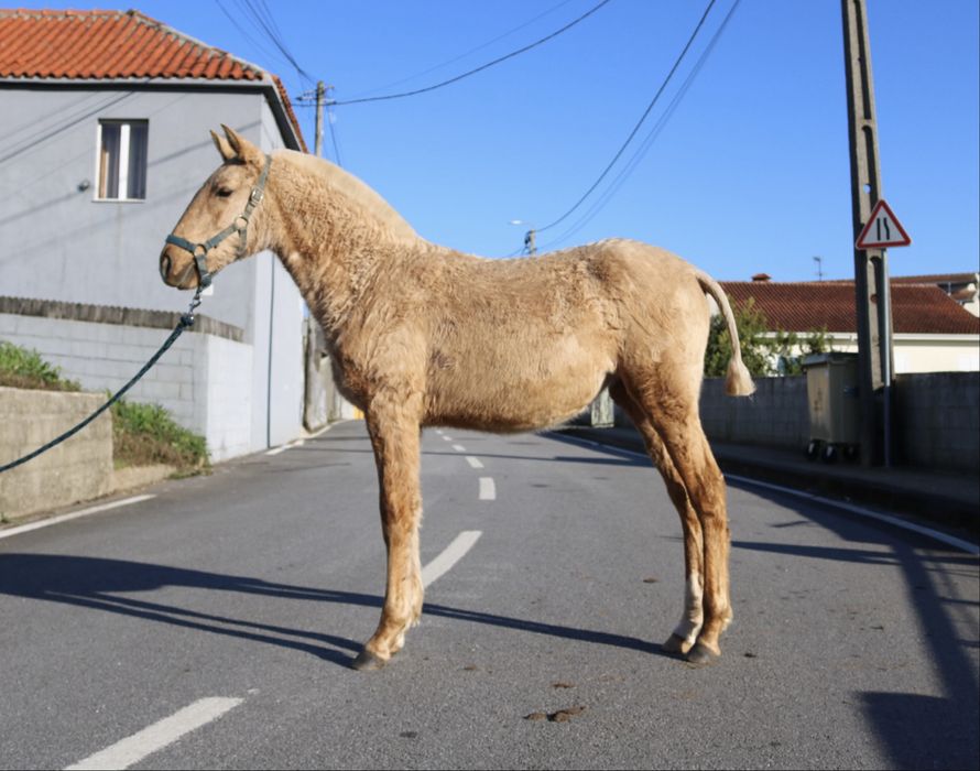 **poldra palomina lusitana 6 meses **