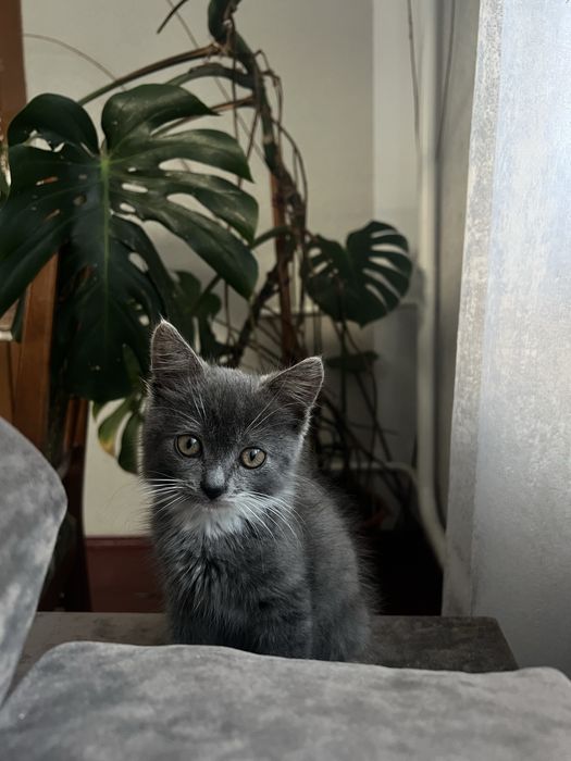 Кошеня в добрі руки (котик)