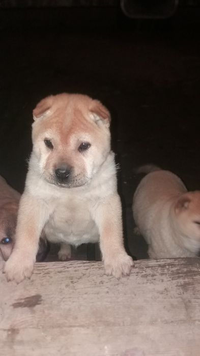 Продам гарних цуценят