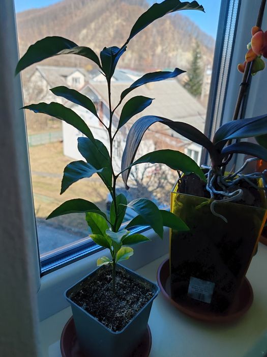 Мандарин.        .