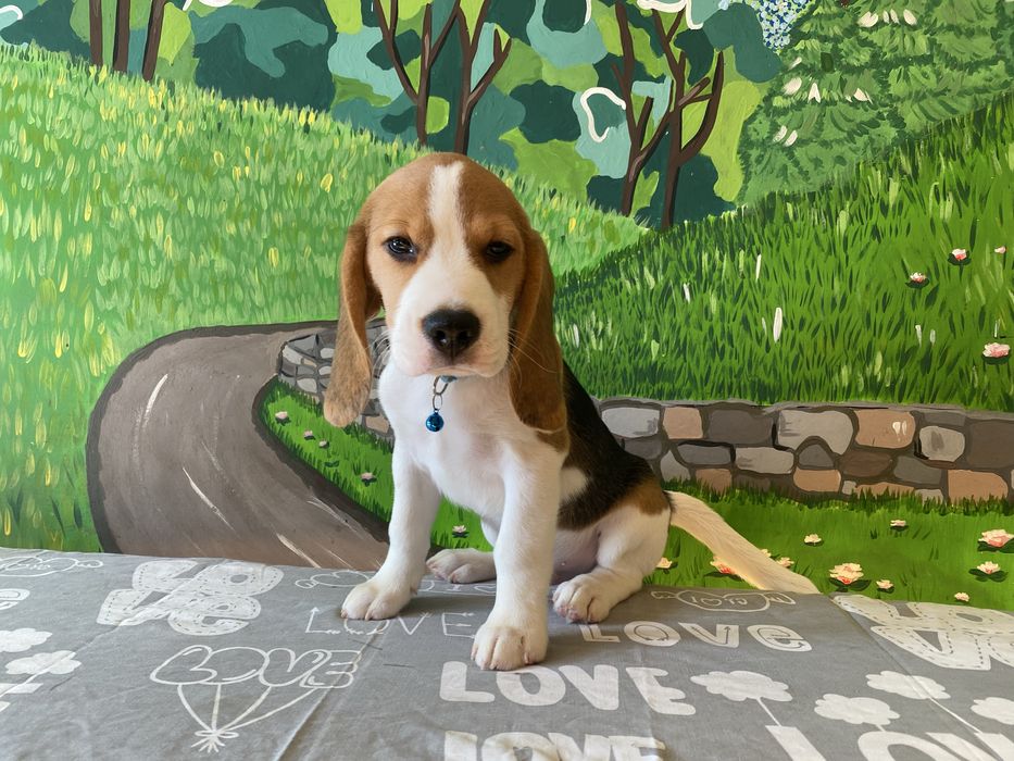 Хлопчик породи бігль з документами КСУ