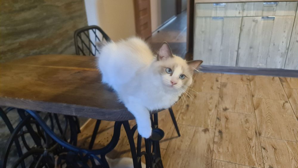 Kotka Ragdoll Dafcia