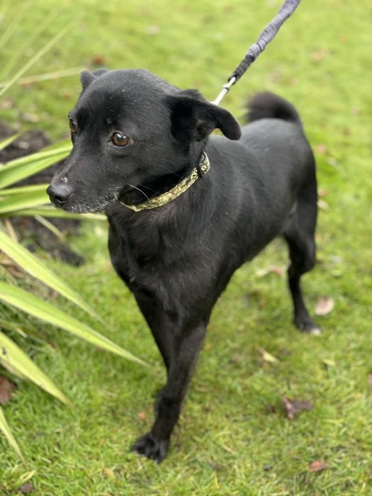 Pokochaj wspaniałą niezwykle tulasną 3 letnią sunie