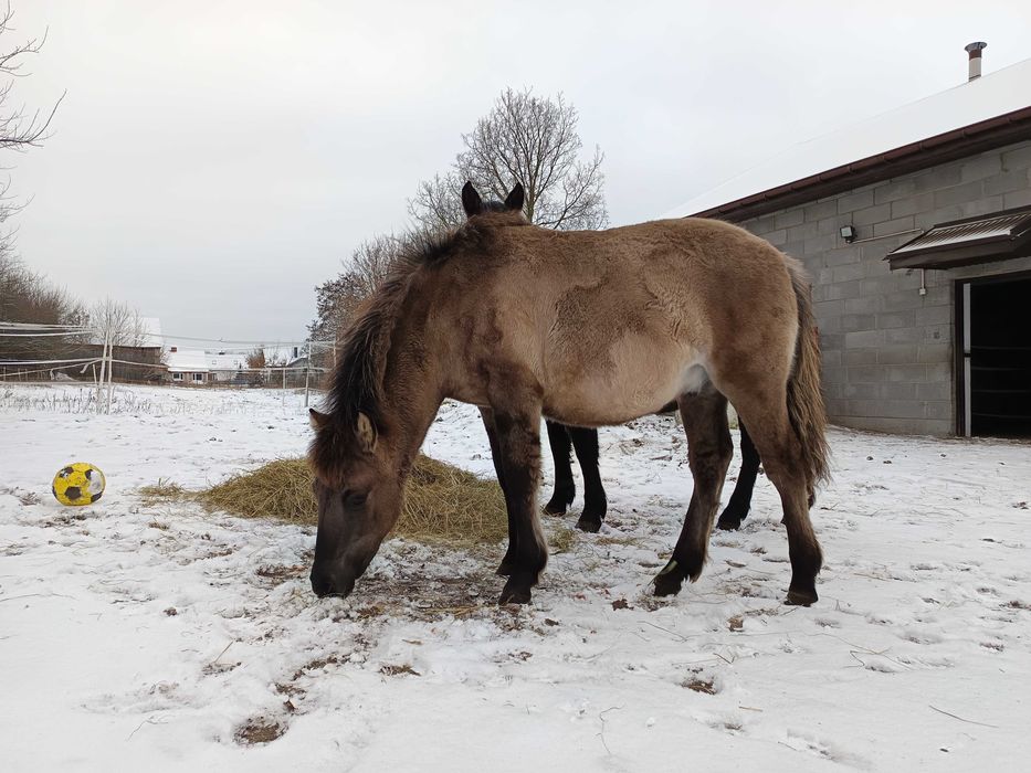 Ogierek hc/kn z czerwca 2025