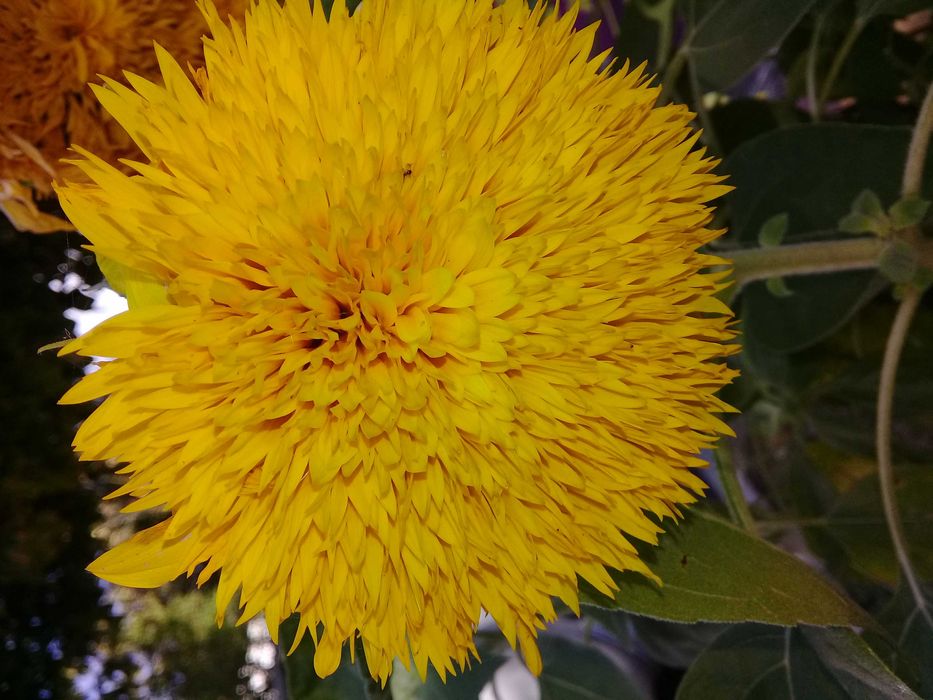 подсолнух декоративный семена