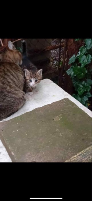 4 malutkie kotki szukają domu stałego lub tymczasowego