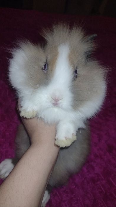 Karzełek Teddy samiczka