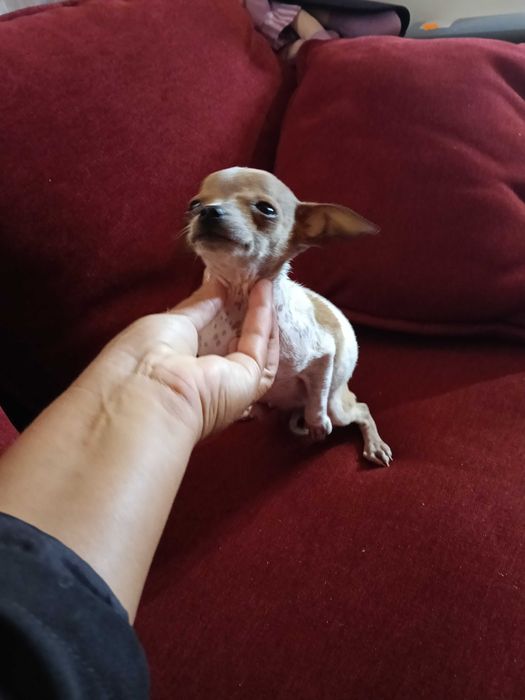Chihuahua miniatura vacinado