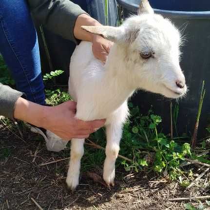 Cabras anãs - Pequeno rebanho
