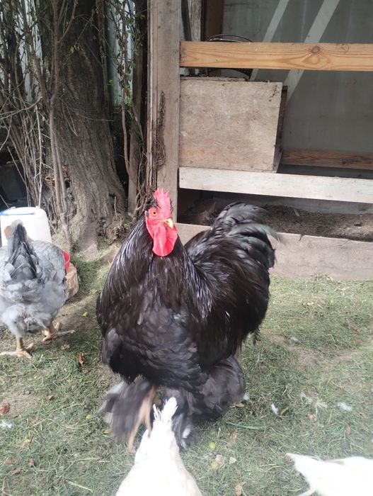 Продам Петуха, Півня Кохінхін чорний