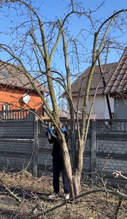 Обрізка плодових, фруктових дерев, санітарна обрізка дерев.