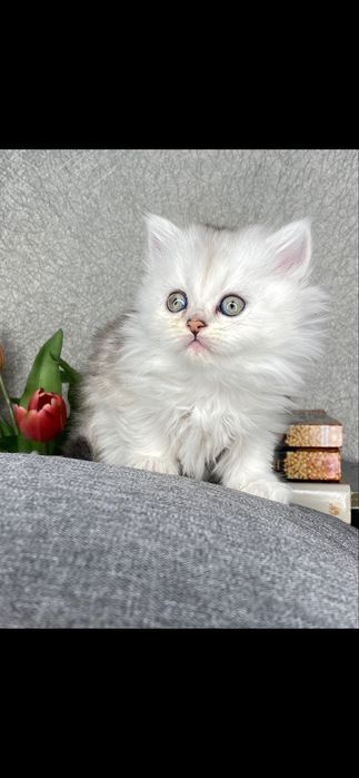 Серебристая шиншилла