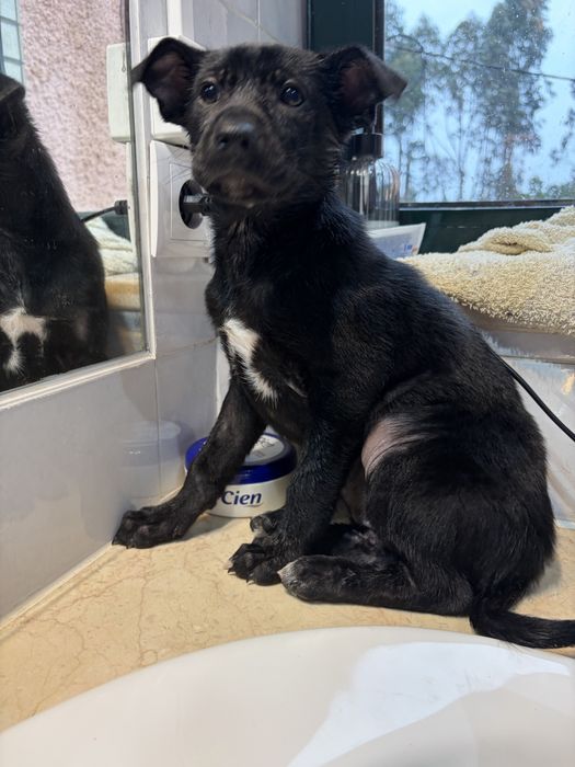 TEKA - cachorra para adocao responsavel