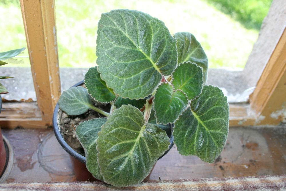 Растения  - гортензия, алоэ, клентанта, гименокаллис, глюксиния.