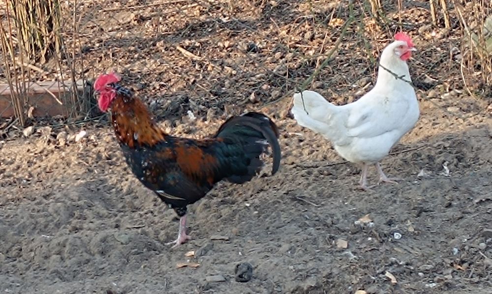 Piękne  koguty  pieją z maja -lipca  2025
