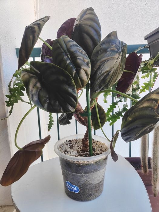 Alocasia cuprea // Indoor plant