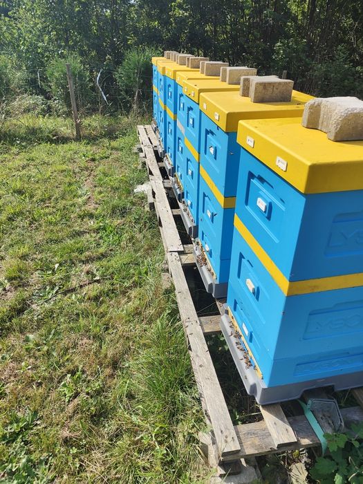 Sprzedam pszczoły z ulem