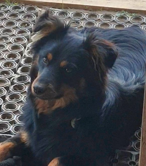 Zaginął czarny kundelek