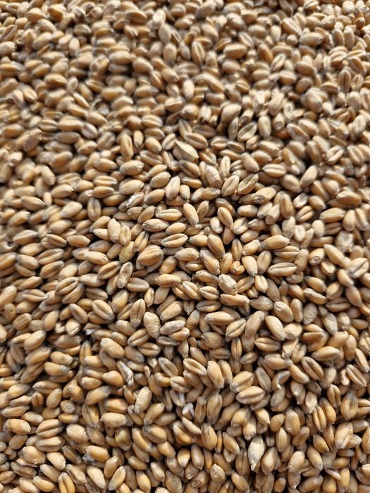 Pszenica paszowa kukurydza  2025