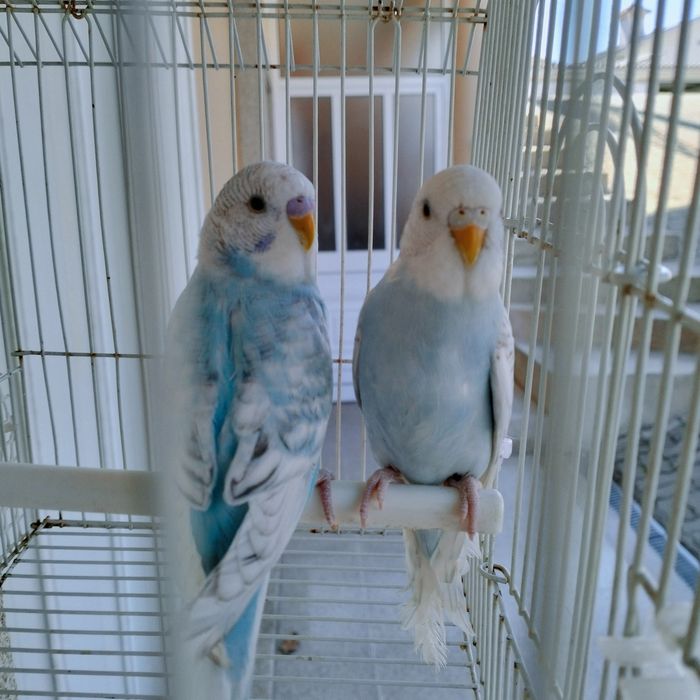Piriquitos casais