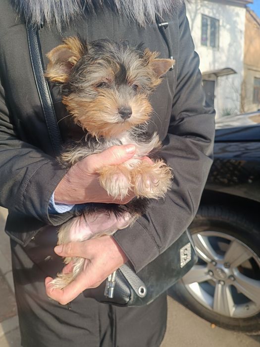 Детки Йорки ждут  вас