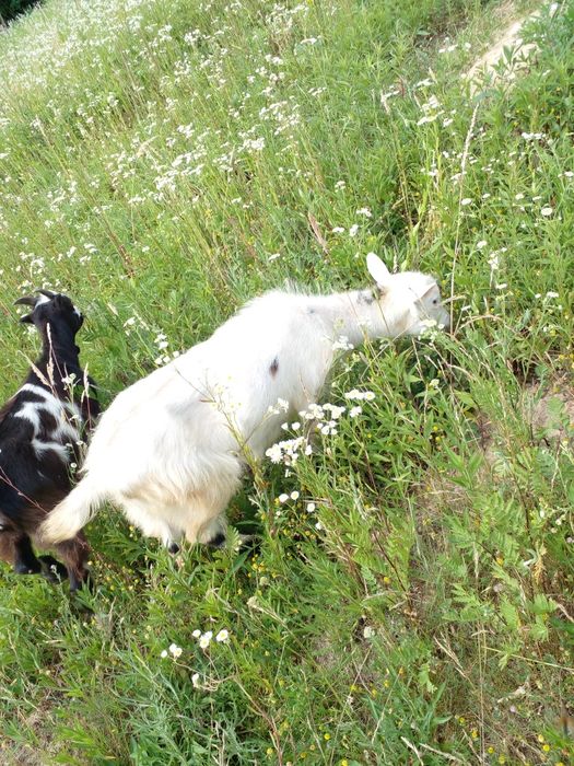 Козочки Закарпаття