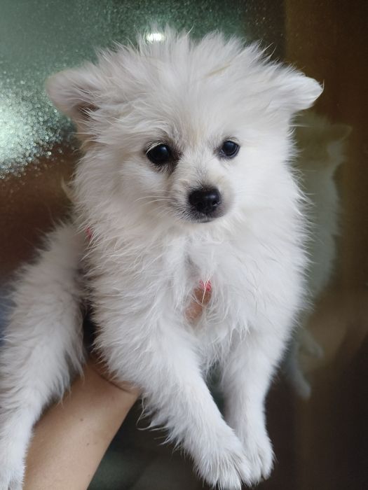 Spitz alemão  menina