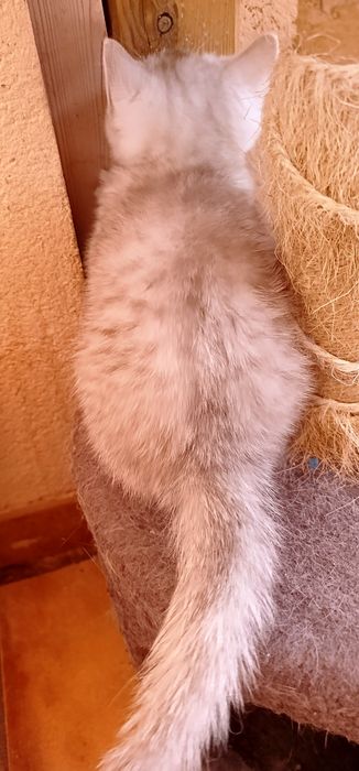Gatinho para venda