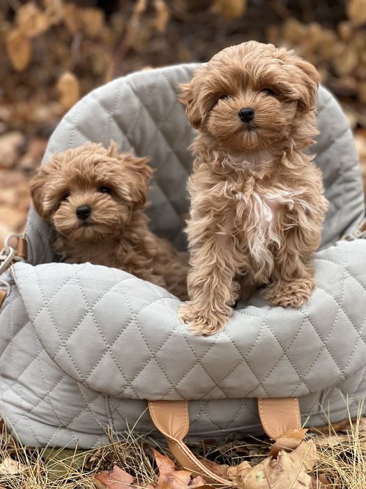 Лучшие подарки это Мальтипу!!!