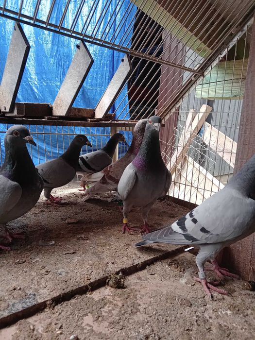 Piękne gołębie pocztowe okazja!!!