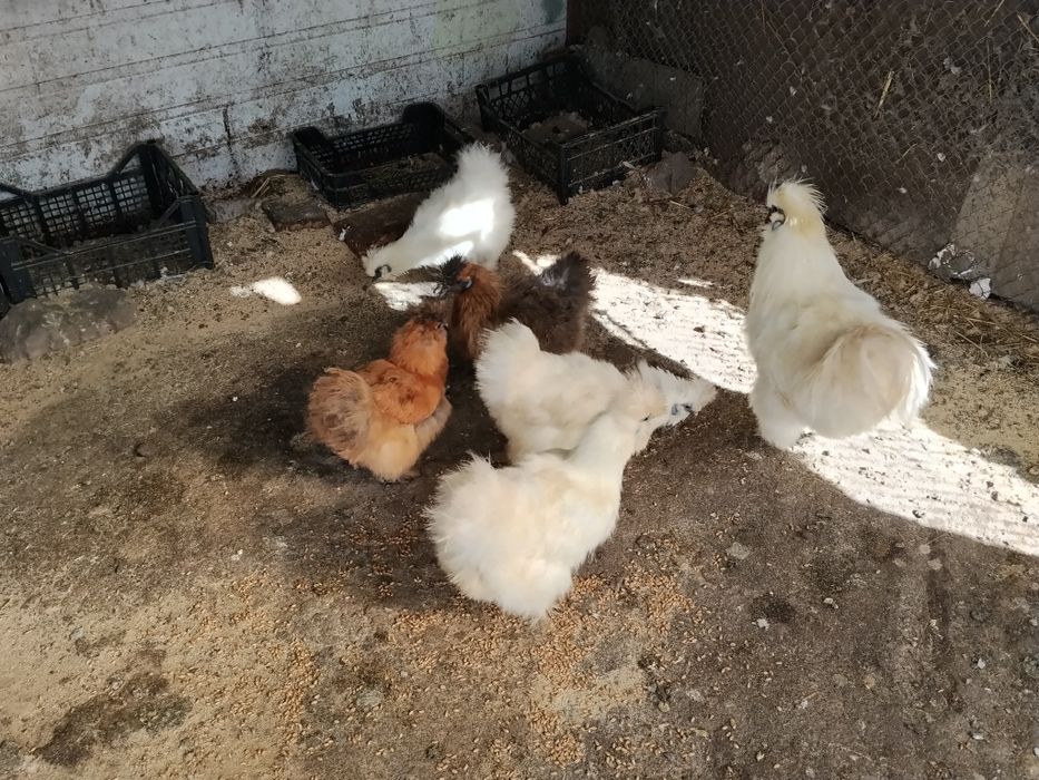 Декоративні кури