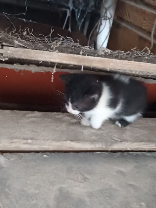 Oddam za darmo kotkę