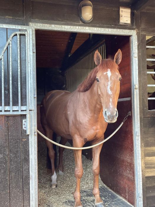 Cavalo Sela Francesa