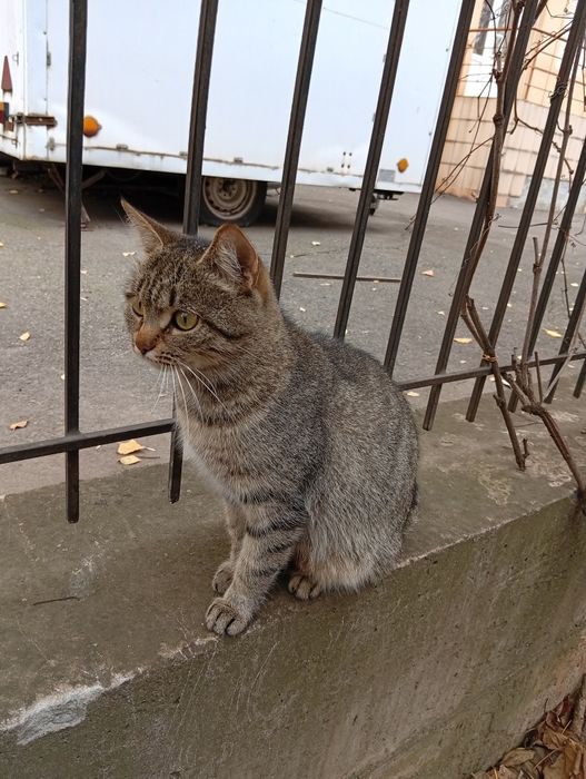 Кошеня в добрі руки