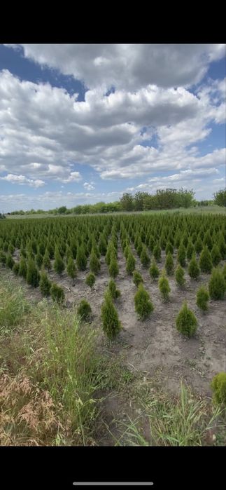 Продаж розплідника рослин (питомник) 12га землі Бориспіль земельна ділянка