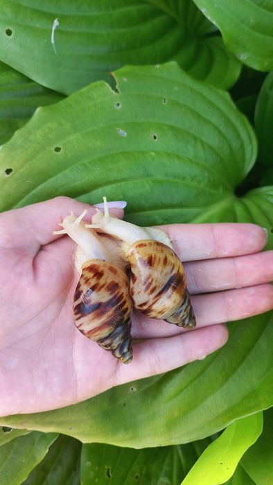 Равлики ахатина ретикулята альбіно