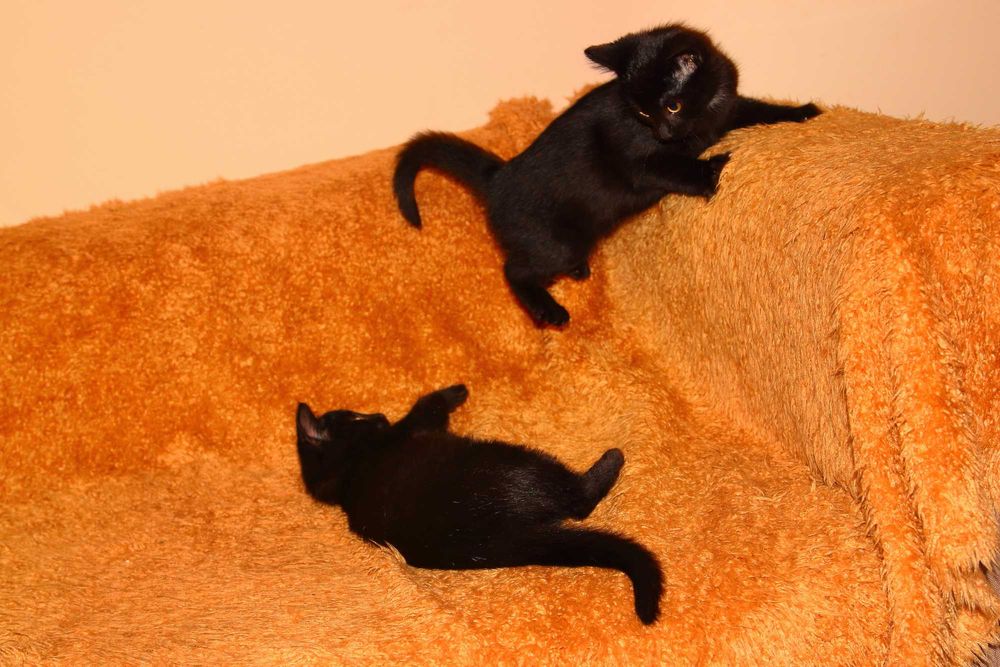 Oddam młode koty w dobre ręce